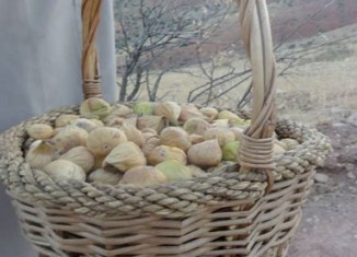 بۆچي هژير ل دهڤهرا مه زێده نابن ؟