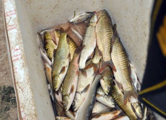 نێچیرا ماسیان د زێدەبوونێ دایە