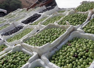 بۆ بەرھەمێ زەیتونێ ئەڤ سالە باشترین سال بوو