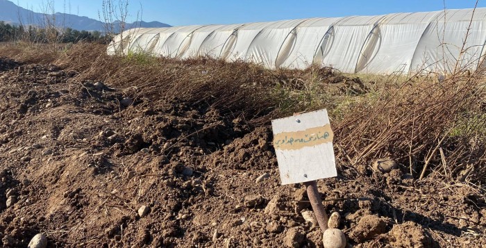 نێزیكی 12 هزار نەمامێن فێقی دهێنە بەلاڤ كرن