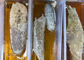 سالانە 132 تەنێن هنگڤینی ل ئاكرێ دهێنە بەرهەمئینان