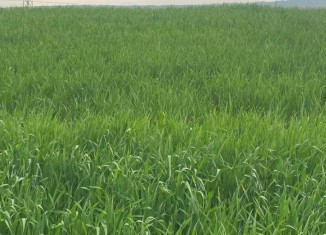 ل ئاكرێ 130 هزار دۆنەمێن ئەردی یێن هاتینە چاندن