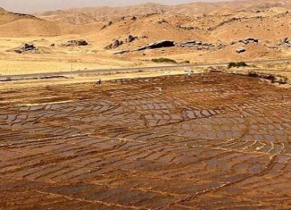 ئەڤ سالە 12 هزار دونەمێن ئەردی ب برنجی هاتینە چاندن