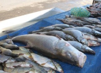 بەرهەمێ ماسیێن ناڤخۆ پێدڤیێن وەلاتیان پڕدكەن