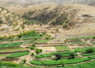 ب گوژمێ 600 ملیون دیناران تووتن ل شنگالێ هاتیە چاندن