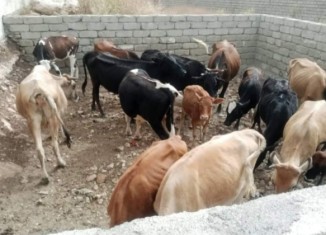 ل ئاكرێ رۆژانە پتری 100 تەنێن شیری دهێنە بەرهەمئینان