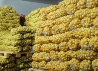 ل دهۆكێ 126 كۆگەهێن سار بۆ هەلگرتنا بەرهەمێن پتاتان هاتینە تەرخانكرن