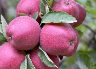 بەرهەمێ سێڤێن كوردستانێ ژ بۆ دەرڤە دێ هێنە هنارتن