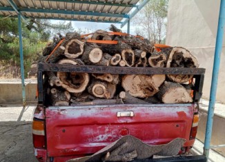 د ئەڤ سالەدا 24 بازرگانێن داربڕ هاتینە دەستەسەركرن