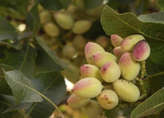 بەرهەمێ سالانە یێ فستەقان ل ئاكری دگەهیتە 300 هزار كیلۆیان