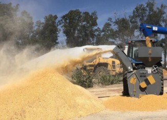 بۆ وەرگرتنا گەنمێ جۆتیاران ئەم چاڤەڕێ رازیبوونا وەزارەتا بازرگانیا ئیراقێینە