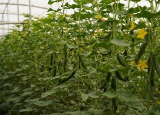 بەرهەمێ خـیارێن گوندەكێ ئاكرێ ڕۆژانە پترن ژ 100 تەنان