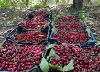 ئەڤ سالە ژی دێ بەرهەمێ ناڤخۆ چیتە دەرڤە