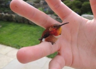 بچووكترین بالندە ل سەر ئەختەرا مە