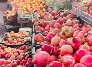 سالانە 300 بنەدارێن هنارا ئەرمشتێ ژ ناڤ دچن