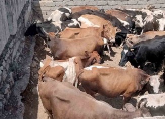 ل ئاكرێ بهایێ ئاژەلان ب رەنگەكێ بەرچاڤ داكەفتیە