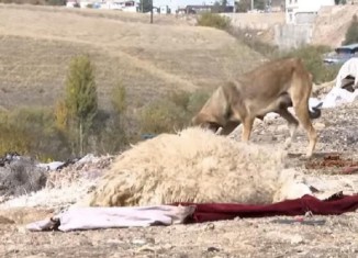 ل ئاكرێ كەلەخێن پەزی دهاڤێژنە سەر جاددەیێن سەرەکی