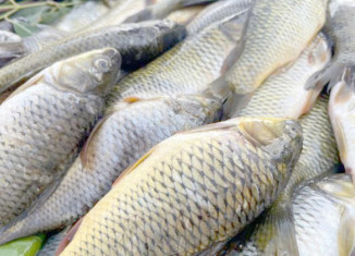 429 پڕۆژەیێن ماسییان ل هەرێما كوردستانێ هەنە