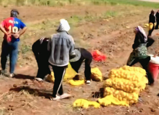 جۆتیارەكێ زاخۆ ئەڤ سالە ٣ هزار تەنێن پتاتان بەرهەم ئیناینە