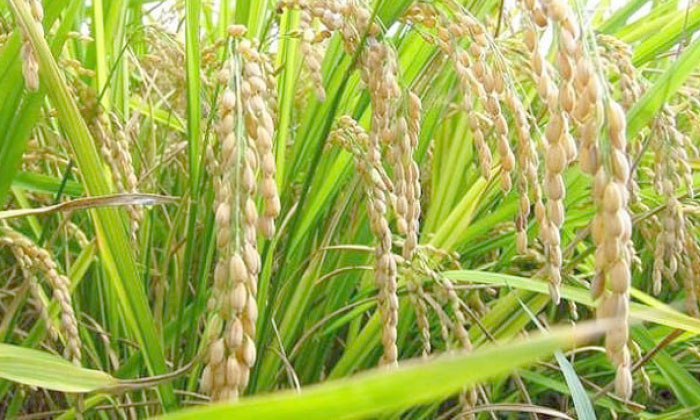 هشكەسالیێ بەرهەمئینانا برنجێ كـوردی ل ئاكرێ كێمكریە