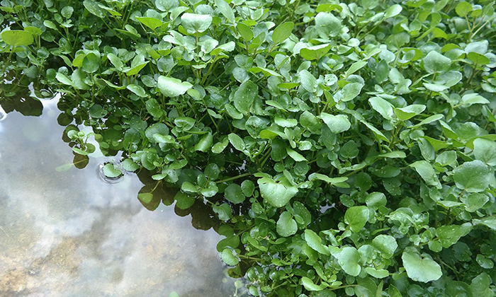 پویز (کویزی) ژی وەك برنجی