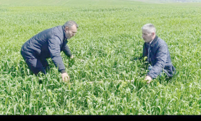 رێڤەبەریا چاندنا ئاكرێ كەمپینا