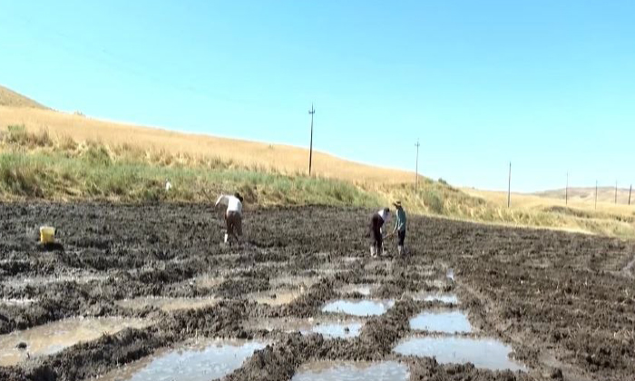 پێشبینی دهێتە كرن 14 هزار دۆنەمێن ئەردی