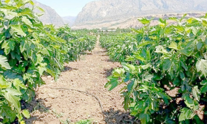 نەخۆشیەكا ڤایرۆسی تووشـی هژیرێن دەڤەرێ بوویە