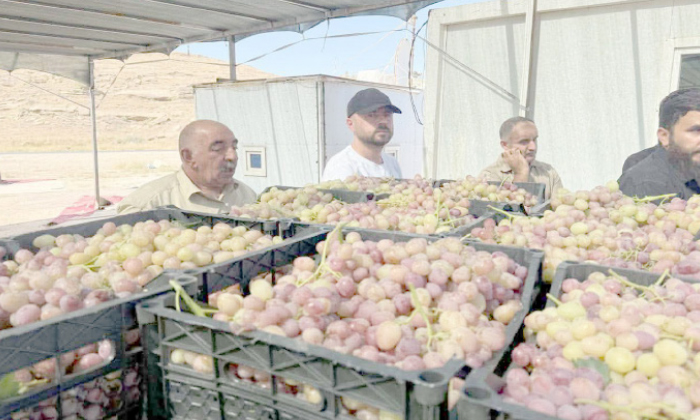 كـۆمپانیەك بەرهەمێ تریـێ جۆتیارێن پارێزگەها دهۆكێ وەردگریت