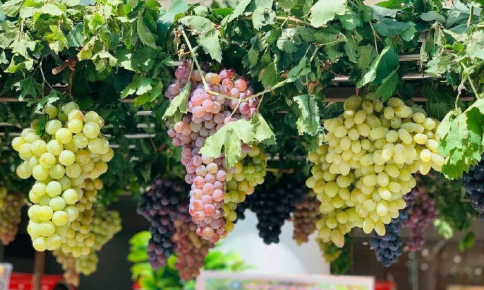 بەرهەمێ تری ل پارێزگەها دهۆكێ د ئەڤ سالە دا زێدەبوویە